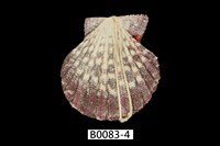 藏品(油畫海扇蛤)的圖片